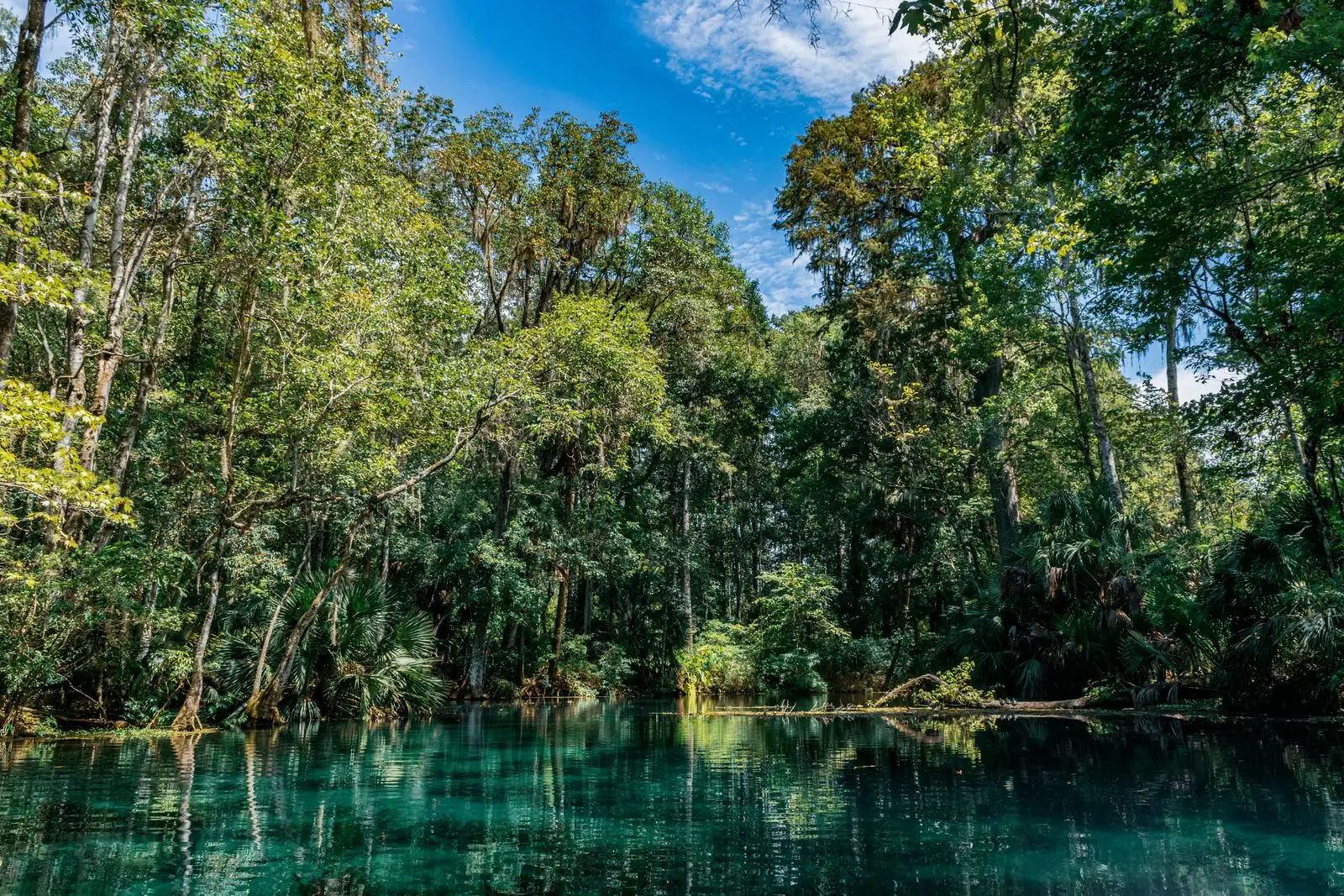 Clear spring water beneath dense forest at Silver Springs State Park near Ocala