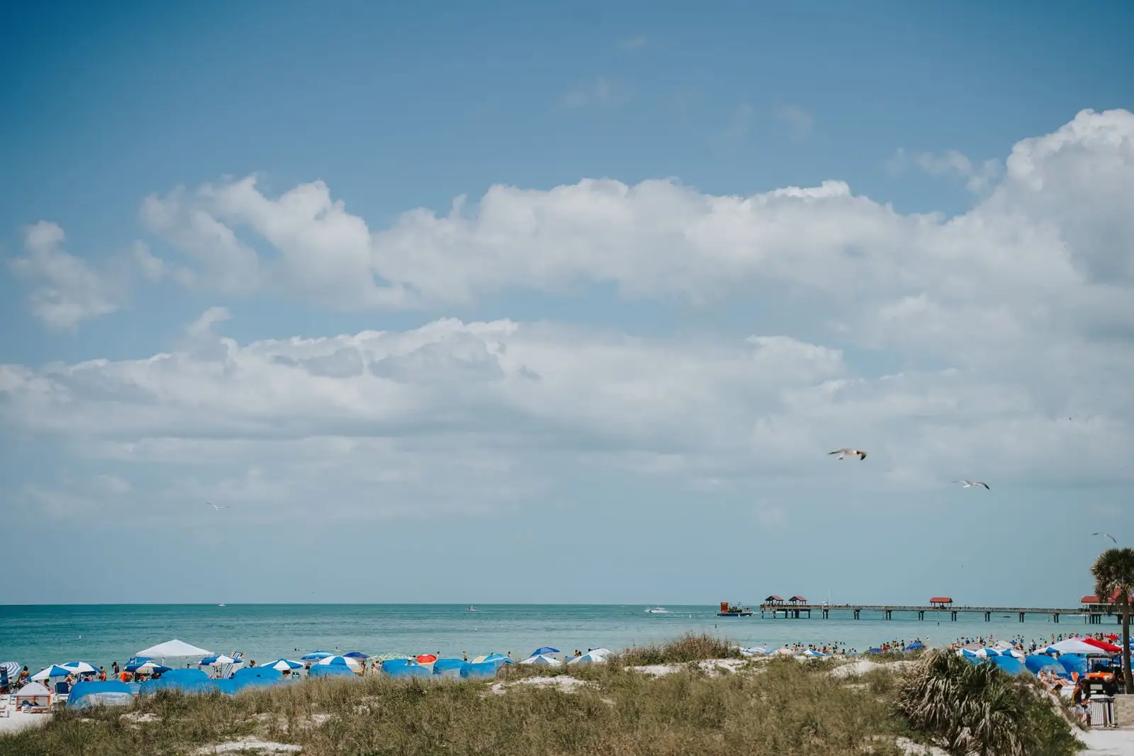 Clearwater Beach — dunes, blue umbrellas and the pier on a sunny day